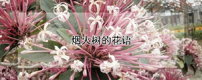 烟火树的花语