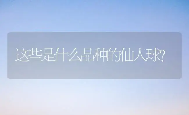 这些是什么品种的仙人球？ | 多肉养殖