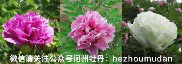 河州牡丹—松叶菊的花语有哪些？