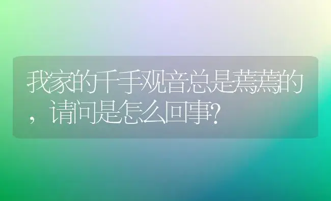 我家的千手观音总是蔫蔫的,请问是怎么回事？ | 多肉养殖