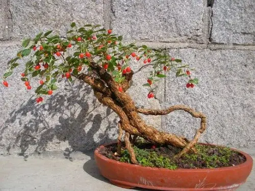 花卉果蔬盆景 | 枸杞盆景栽培技术