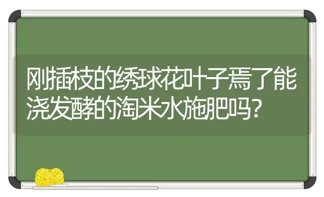 刚插枝的绣球花叶子焉了能浇发酵的淘米水施肥吗？ | 绿植常识