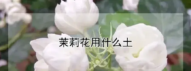 茉莉花用什么土