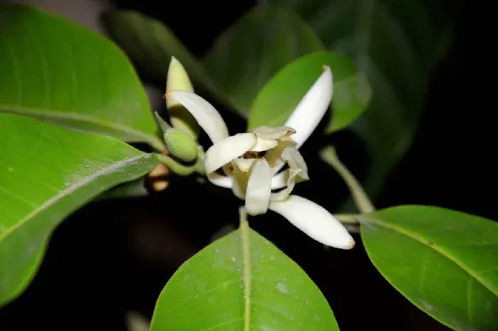 白兰花的花语是什么  赠送白兰花代表什么意思有何作用