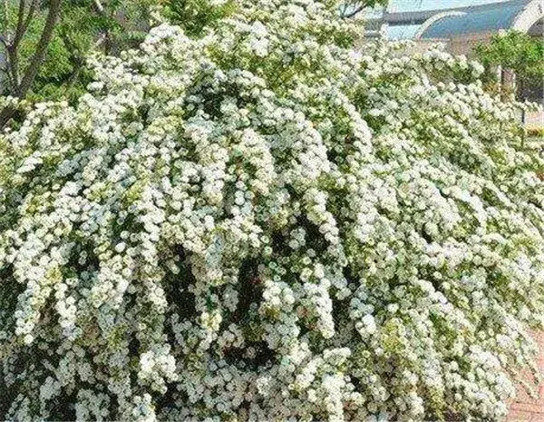 笑靥花花期花语 笑靥花怎么养