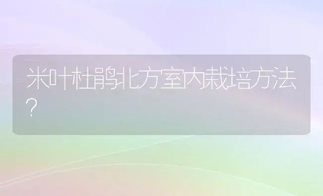 米叶杜鹃北方室内栽培方法？ | 绿植常识