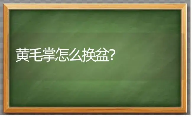 黄毛掌怎么换盆？ | 多肉养殖