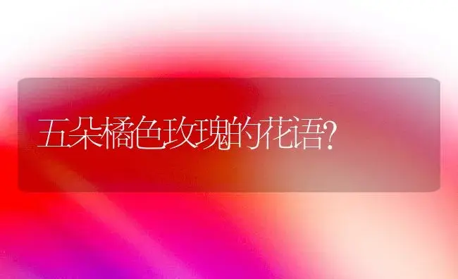 五朵橘色玫瑰的花语？ | 绿植常识