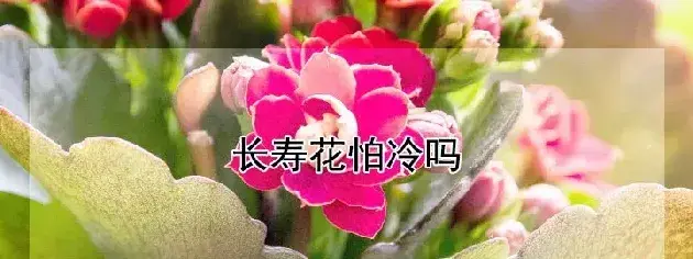 长寿花怕冷吗