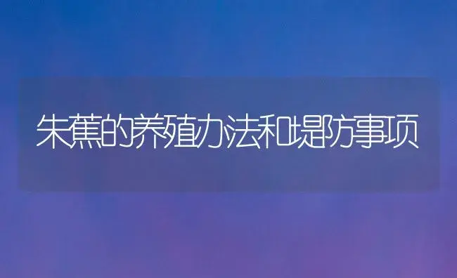 朱蕉的养殖办法和堤防事项 | 家庭养花