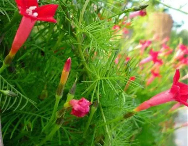 茑萝花的养殖方法 茑萝的开花时间和花语