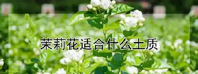 茉莉花适合什么土质