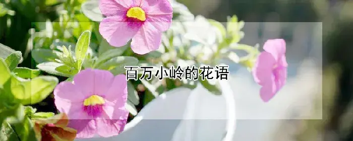 百万小岭的花语