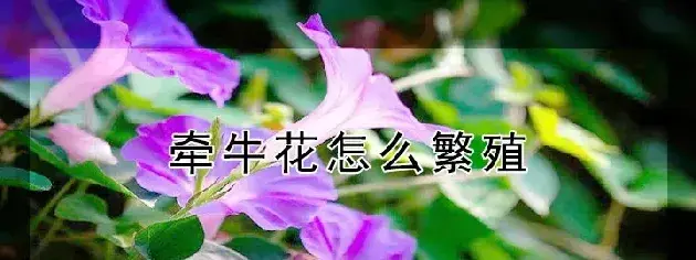 牵牛花怎么繁殖