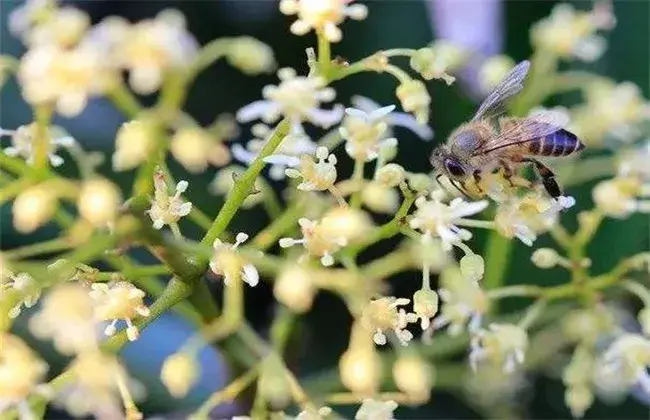 荔枝保花保果技术