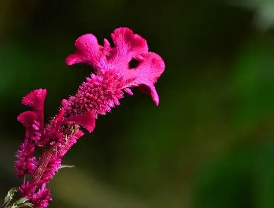 鸡冠花的花语是什么，鸡冠花的传说/象征真爱永恒