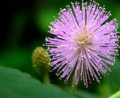 害羞草的花语、花期（花语含羞敏感、7到10月）！