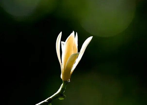 白兰花花语是是什么？白兰花花语介绍有哪些？