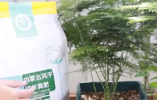 盆景养护管理 | 文竹不长侧芽怎么办 赶紧进行这两种处理