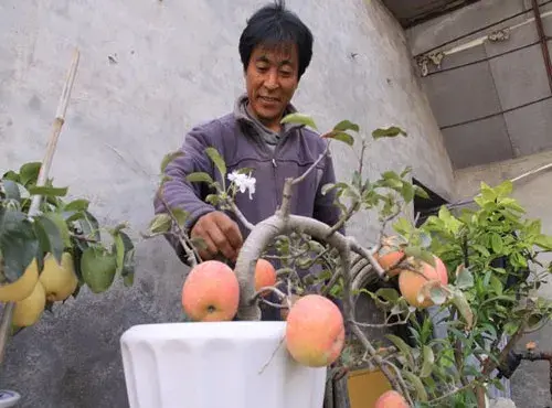 盆景养护管理 | 苹果盆景花果管理技巧