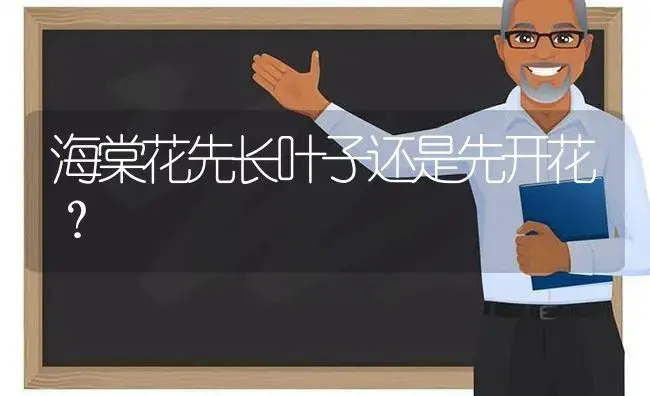 海棠花先长叶子还是先开花？ | 绿植常识