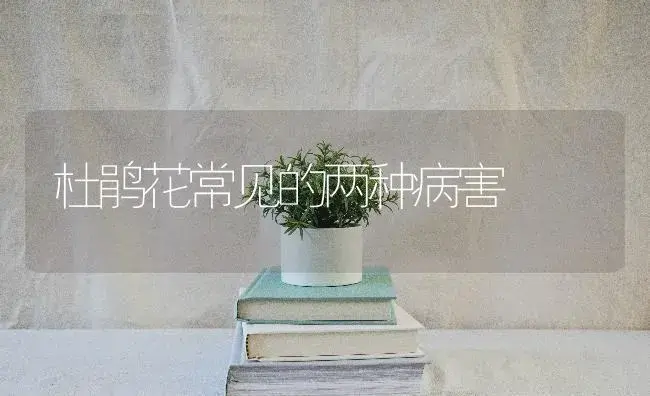 杜鹃花常见的两种病害 | 特种种植