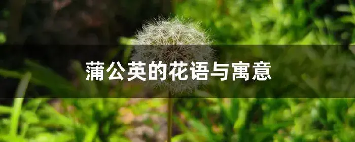 蒲公英的花语与寓意，适合送什么人