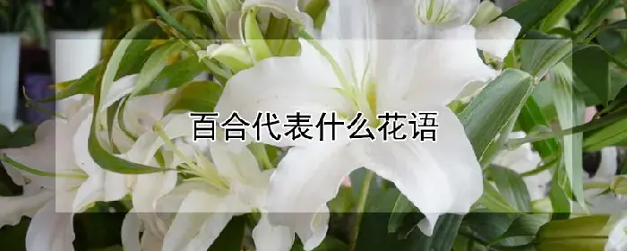 百合代表什么花语