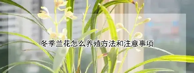 冬季兰花怎么养殖方法和注意事项