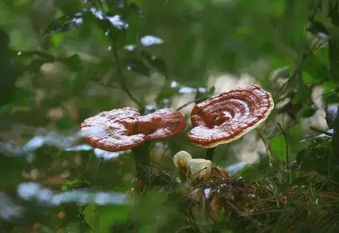 灵芝文化三题