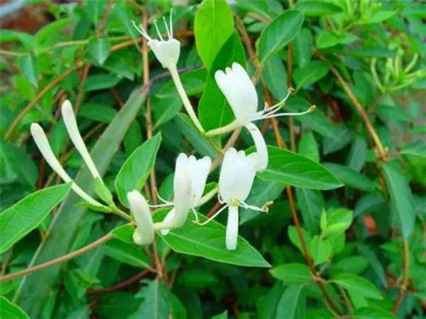 什么花开在山中有毒？