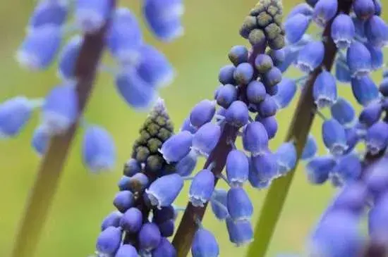 葡萄风信子的花语和寓意：葡萄风信子的花语 葡萄风信子的寓意