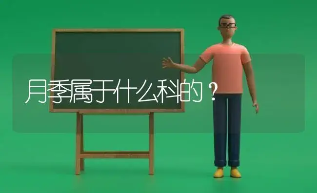 月季属于什么科的？ | 绿植常识