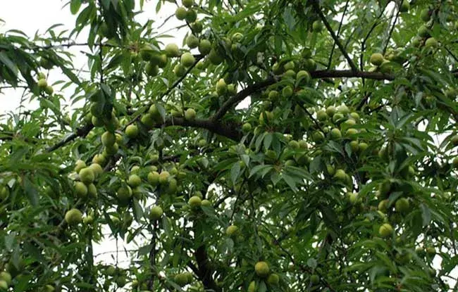 李子树的种植技术