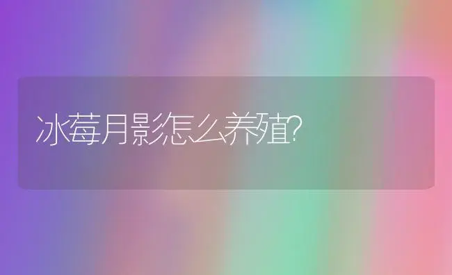 冰莓月影怎么养殖？ | 家庭养花