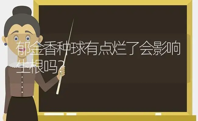 郁金香种球有点烂了会影响生根吗？ | 绿植常识