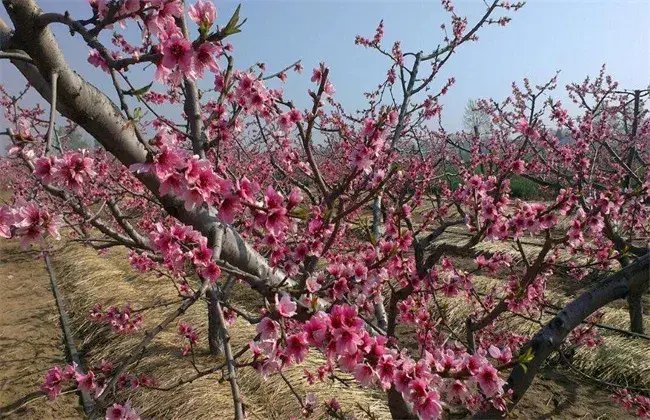 桃树疏花疏果技术