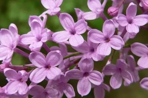 紫丁香花语和寓意是什么