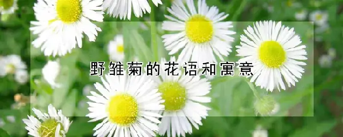 野雏菊的花语和寓意