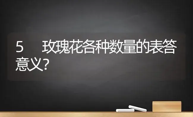 5 玫瑰花各种数量的表答意义？ | 绿植常识