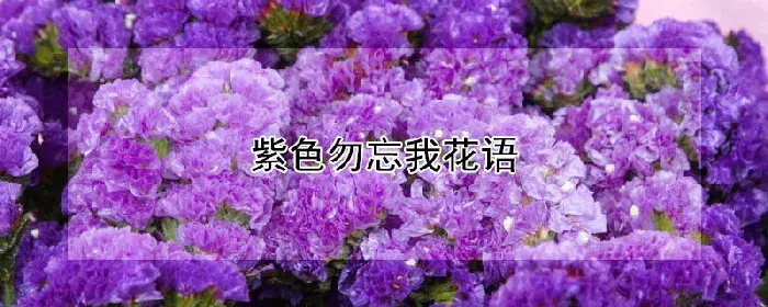 紫色勿忘我花语