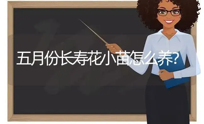 五月份长寿花小苗怎么养？ | 多肉养殖