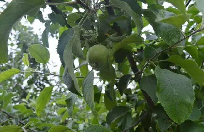 苹果树栽培技术