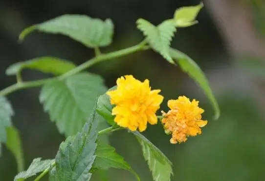 棣棠花的花语是什么，棣棠花的传说故事/高贵