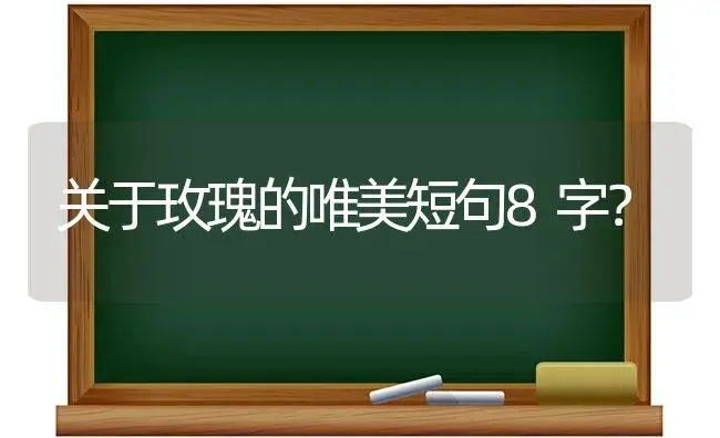 关于玫瑰的唯美短句8字？ | 绿植常识