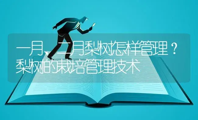 一月、二月梨树怎样管理？梨树的栽培管理技术 | 果木种植