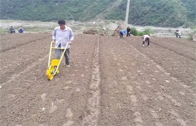 柴胡的栽培技术