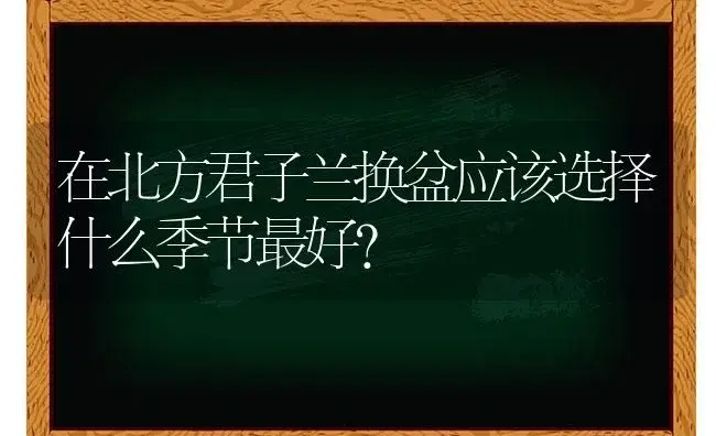 在北方君子兰换盆应该选择什么季节最好？ | 绿植常识