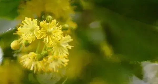 什么花的花语是冷漠 世界上花语最冷漠的花（雪莲花语最冷漠）