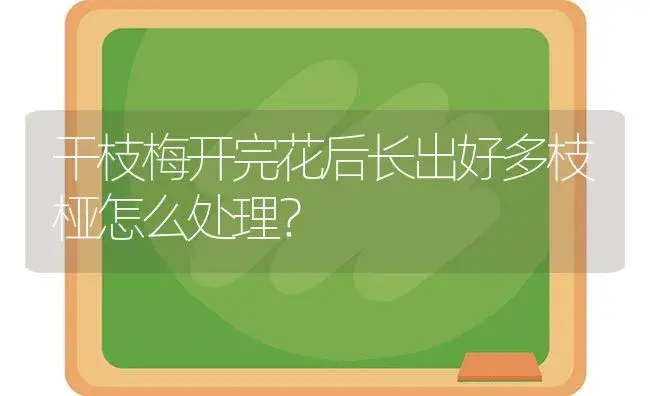 干枝梅开完花后长出好多枝桠怎么处理？ | 绿植常识